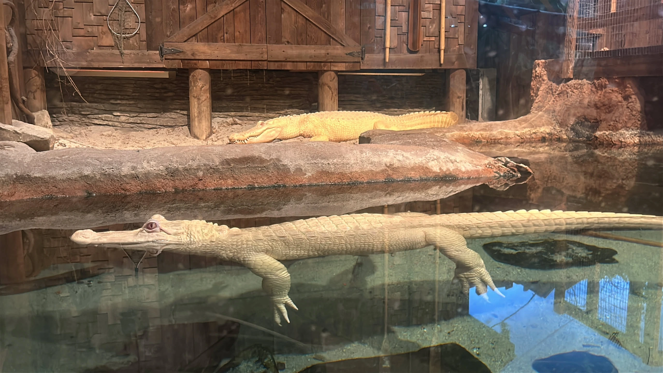 Image of a white alligator swimming in water. A larger white alligator is sunbathing on some rocks behind it.